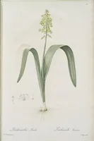 Picture 587 of 960 from Les liliacées (1805), leaf 303
