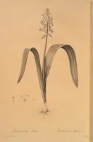 Picture 588 of 960 from Les liliacées (1805), leaf 303