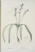 Picture 589 of 960 from Les liliacées (1805), leaf 304