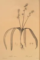Picture 590 of 960 from Les liliacées (1805), leaf 304