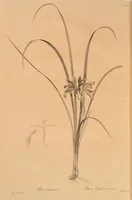 Picture 591 of 960 from Les liliacées (1805), leaf 305