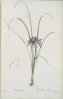 Picture 592 of 960 from Les liliacées (1805), leaf 305