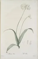 An illustration from Les liliacées (1805)