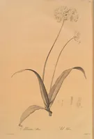 Picture 594 of 960 from Les liliacées (1805), leaf 306