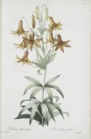 Picture 596 of 960 from Les liliacées (1805), leaf 308