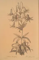 An illustration from Les liliacées (1805)