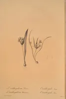 Picture 598 of 960 from Les liliacées (1805), leaf 309