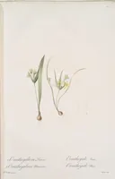 Picture 599 of 960 from Les liliacées (1805), leaf 309