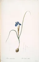 Picture 57 of 960 from Les liliacées (1805), leaf 31
