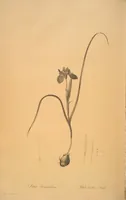 Picture 58 of 960 from Les liliacées (1805), leaf 31