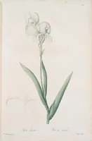 An illustration from Les liliacées (1805)