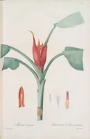 An illustration from Les liliacées (1805)