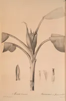 An illustration from Les liliacées (1805)