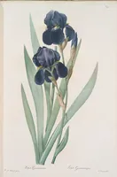 An illustration from Les liliacées (1805)