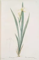 An illustration from Les liliacées (1805)