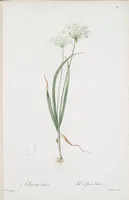 An illustration from Les liliacées (1805)