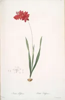 Picture 59 of 960 from Les liliacées (1805), leaf 32