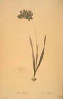 Picture 60 of 960 from Les liliacées (1805), leaf 32
