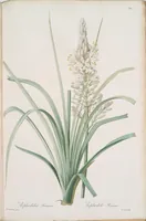 An illustration from Les liliacées (1805)