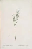 An illustration from Les liliacées (1805)