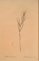 An illustration from Les liliacées (1805)