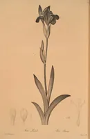 An illustration from Les liliacées (1805)