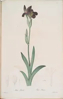 An illustration from Les liliacées (1805)