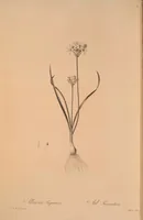 An illustration from Les liliacées (1805)