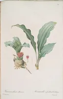 An illustration from Les liliacées (1805)