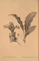 An illustration from Les liliacées (1805)