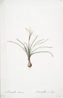 Picture 61 of 960 from Les liliacées (1805), leaf 33
