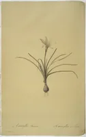 Picture 62 of 960 from Les liliacées (1805), leaf 33