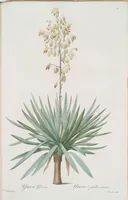 An illustration from Les liliacées (1805)