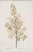An illustration from Les liliacées (1805)