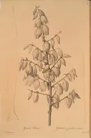 An illustration from Les liliacées (1805)