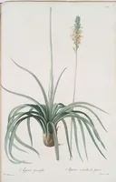 An illustration from Les liliacées (1805)