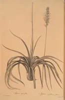 An illustration from Les liliacées (1805)