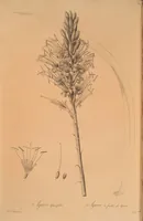 An illustration from Les liliacées (1805)