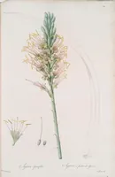 An illustration from Les liliacées (1805)