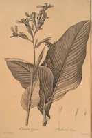 An illustration from Les liliacées (1805)