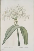 An illustration from Les liliacées (1805)