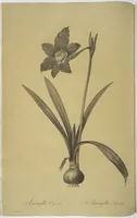 Picture 63 of 960 from Les liliacées (1805), leaf 34