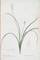 An illustration from Les liliacées (1805)
