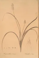 An illustration from Les liliacées (1805)