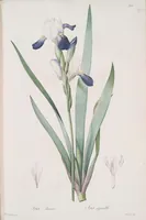 An illustration from Les liliacées (1805)