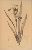 An illustration from Les liliacées (1805)