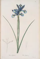 An illustration from Les liliacées (1805)