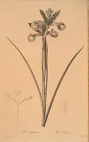 An illustration from Les liliacées (1805)