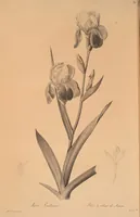 An illustration from Les liliacées (1805)