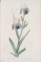 An illustration from Les liliacées (1805)